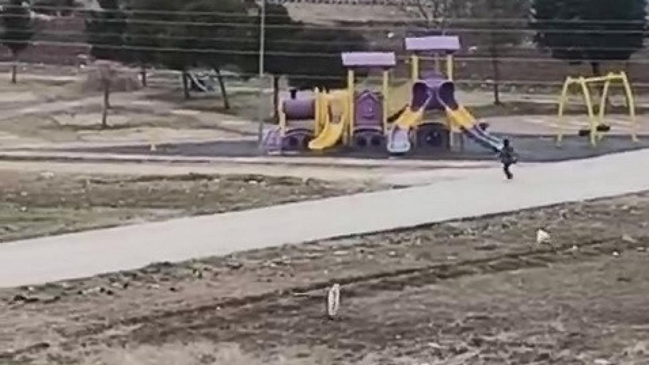 Sokak köpekleri okula giden çocuğa saldırdı