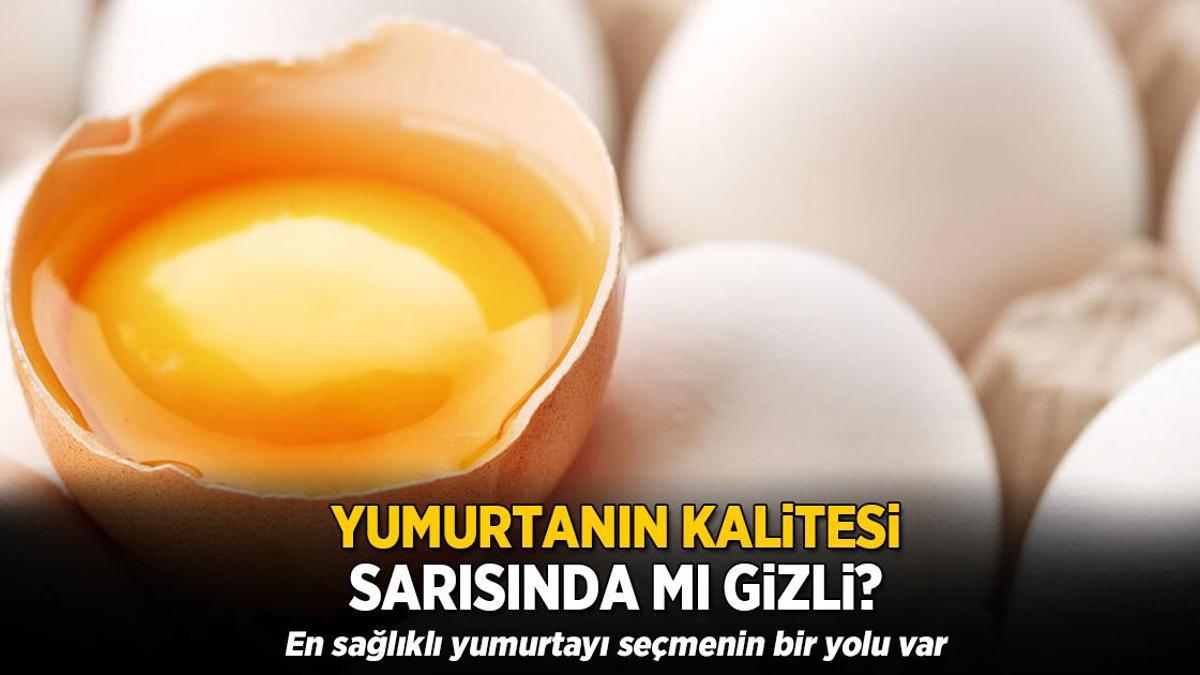 Yumurtanın kalitesi sarısında mı gizli? En sağlıklı yumurtayı seçmenin bir yolu var